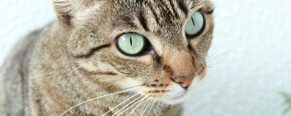 Le Top Des Chat En Entreprise Magic Office Le Top Des Chat En Entreprise Magic Office
